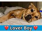 Adopt Bates a Tan/Yellow/Fawn American Staffordshire Terrier / Mixed Breed