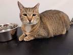 Adopt Diamond AT Petsmart Newington a Brown Tabby Domestic Shorthair / Mixed