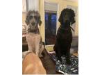 Adopt Finn a Black Standard Poodle / Mixed dog in Cedartown, GA (41132773)