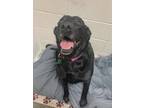 Adopt Sky a Black Labrador Retriever / Mixed Breed (Medium) / Mixed (short coat)
