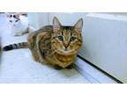 Adopt Rogue a Brown Tabby Domestic Shorthair / Mixed Breed (Medium) / Mixed