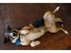 Adopt Lou a Tricolor (Tan/Brown & Black & White) Australian Shepherd / Mixed dog