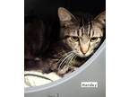Adopt Monday a Gray or Blue Domestic Shorthair / Mixed Breed (Medium) / Mixed