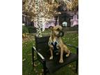 Adopt Peregrine a Tan/Yellow/Fawn Staffordshire Bull Terrier / Mixed Breed