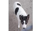 Adopt Lilly a White - with Gray or Silver Feist / Mixed dog in Norris City