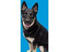 Adopt odin a Brown/Chocolate Husky / German Shepherd Dog / Mixed (short coat)