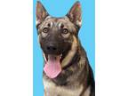 Adopt Anos a Brown/Chocolate Husky / German Shepherd Dog / Mixed (short coat)