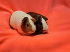 Adopt Daphne and Dalia a Guinea Pig small animal in South Bend, IN (41139669)