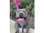 Adopt Polly a Black Mixed Breed (Small) / Mixed Breed (Medium) / Mixed (short