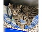 Adopt Dilly a Gray, Blue or Silver Tabby Domestic Shorthair (short coat) cat in