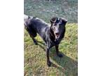 Adopt Trinity a Black Mixed Breed (Small) / Mixed Breed (Medium) / Mixed (short