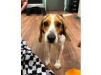 Adopt Fallon a White Beagle / Mixed Breed (Medium) / Mixed (short coat) dog in