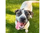 Adopt Hannah a White - with Brown or Chocolate Pointer / Mixed dog in Hilton