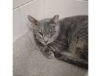 Adopt Catfish a Gray, Blue or Silver Tabby Domestic Shorthair (short coat) cat