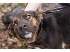 Adopt Tonks a Black - with Brown, Red, Golden, Orange or Chestnut Dutch Shepherd