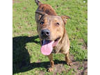 Adopt Porter a Brindle Plott Hound / Mixed Breed (Medium) / Mixed (short coat)