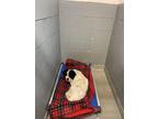 Adopt 55644043 a White Australian Shepherd / Mixed Breed (Medium) / Mixed (short