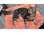 Adopt Hurricane a Domestic Longhair / Mixed (long coat) cat in LaBelle