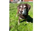 Adopt Hershey a Brown/Chocolate - with White Beagle / Siberian Husky / Mixed dog