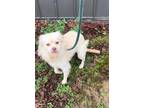 Adopt Romeo a White Pomeranian / American Eskimo Dog / Mixed dog in Aurora