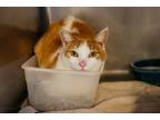 Adopt Sofia a Orange or Red (Mostly) Domestic Shorthair (short coat) cat in