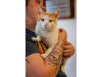 Adopt Ed Sheeran a Orange or Red (Mostly) Domestic Shorthair (short coat) cat in