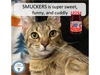 Adopt Smuckers a Tan or Fawn Tabby Tabby (short coat) cat in Cincinnati