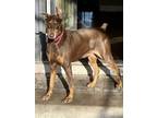 Adopt Max a Brown/Chocolate Doberman Pinscher / Mixed dog in Hinckley