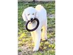 Adopt Pierre AKA Hamilton a White Standard Poodle / Mixed dog in West Palm
