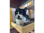 Adopt Dobby a Black & White or Tuxedo Domestic Shorthair (short coat) cat in