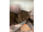 Adopt Mellie a Brown Tabby Domestic Shorthair / Mixed Breed (Medium) / Mixed