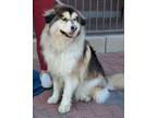 Adopt BOLT a Tricolor (Tan/Brown & Black & White) Husky / Belgian Malinois /