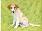 Adopt Chiron K76 3/25/24 a Tan/Yellow/Fawn Akbash / Mixed Breed (Medium) / Mixed