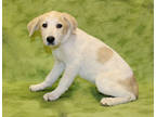 Adopt Cheddar K92 3/25/24 a Tan/Yellow/Fawn Akbash / Mixed Breed (Medium) /