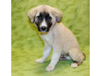 Adopt Chaney K81 3/25/24 a Tan/Yellow/Fawn Akbash / Mixed Breed (Medium) / Mixed