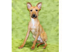 Adopt Bartholomew K72 12-15-23 a Brindle Labrador Retriever / Mixed Breed