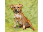 Adopt Gretel K105 3/22/24 a Brown/Chocolate German Shepherd Dog / Mixed Breed