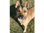 Adopt Hazel a Tan/Yellow/Fawn - with Black Akita / Mixed dog in Stanton