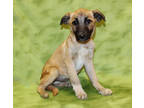 Adopt Charlie K17 3/25/24 a Tan/Yellow/Fawn Akbash / Mixed Breed (Medium) /