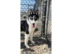 Adopt Rigley a White Husky / Mixed Breed (Small) / Mixed (short coat) dog in