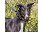 Adopt Cash a Black Greyhound / Mixed dog in Swanzey, NH (41136856)