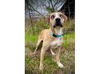 Adopt Beauregard a Red/Golden/Orange/Chestnut - with White Catahoula Leopard Dog