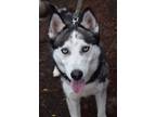 Adopt Jack Skellington a Black Alaskan Klee Kai / Mixed Breed (Medium) / Mixed