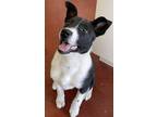 Adopt Kaitlin a Black - with White Border Collie / Mixed dog in Savannah