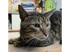 Adopt Morgan Treeman a Brown Tabby American Shorthair (short coat) cat in