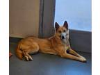 Adopt Yote a Brindle Alaskan Klee Kai / Mixed Breed (Medium) / Mixed (short