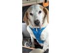 Adopt Roger a White - with Tan, Yellow or Fawn Foxhound / Hound (Unknown Type)