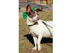 Adopt Action a White - with Brown or Chocolate Jack Russell Terrier / Rat