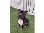 Adopt Riggs a Black American Pit Bull Terrier / Mixed Breed (Medium) / Mixed
