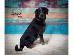Adopt Luke a Australian Cattle Dog / Cattle Dog / Mixed dog in Salt Lake City